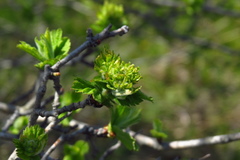 Crataegus maximowiczii