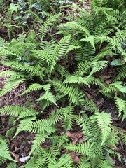 Amauropelta beddomei