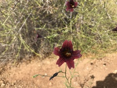 Salpiglossis sinuata