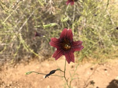 Salpiglossis sinuata
