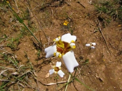 Hesperoxiphion niveum