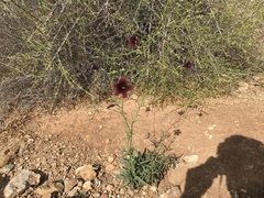 Salpiglossis sinuata