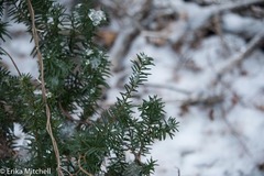Taxus cuspidata