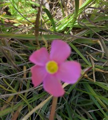 Oxalis imbricata