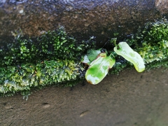 Asplenium scolopendrium