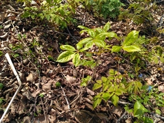 Eleutherococcus senticosus