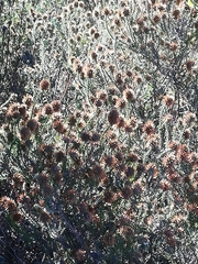 Seriphium cinereum