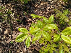 Eleutherococcus senticosus