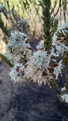 Agathosma roodebergensis