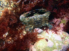 Thranita danae