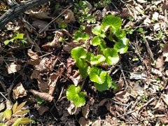 Micranthes manchuriensis