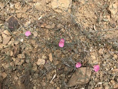 Convolvulus chilensis