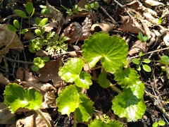 Micranthes manchuriensis