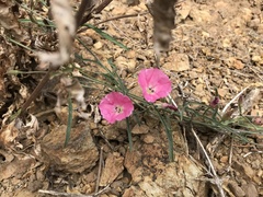 Convolvulus chilensis