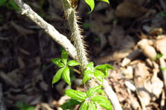 Eleutherococcus senticosus