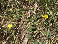 Potentilla matsumurae