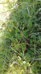 Phyllanthus glaucophyllus