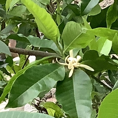 Magnolia × alba