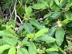 Magnolia × alba