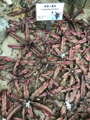 Cryptanthus bivittatus