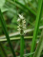 Eleocharis acutangula