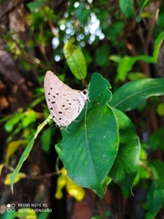 Pseudolycaena damo