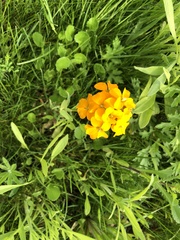 Erysimum × marshallii