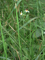 Eleocharis acutangula