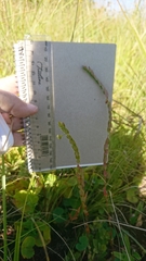 Phyllanthus glaucophyllus