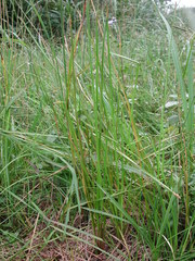 Eleocharis acutangula
