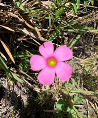 Oxalis imbricata