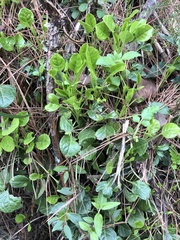 Pyrola morrisonensis