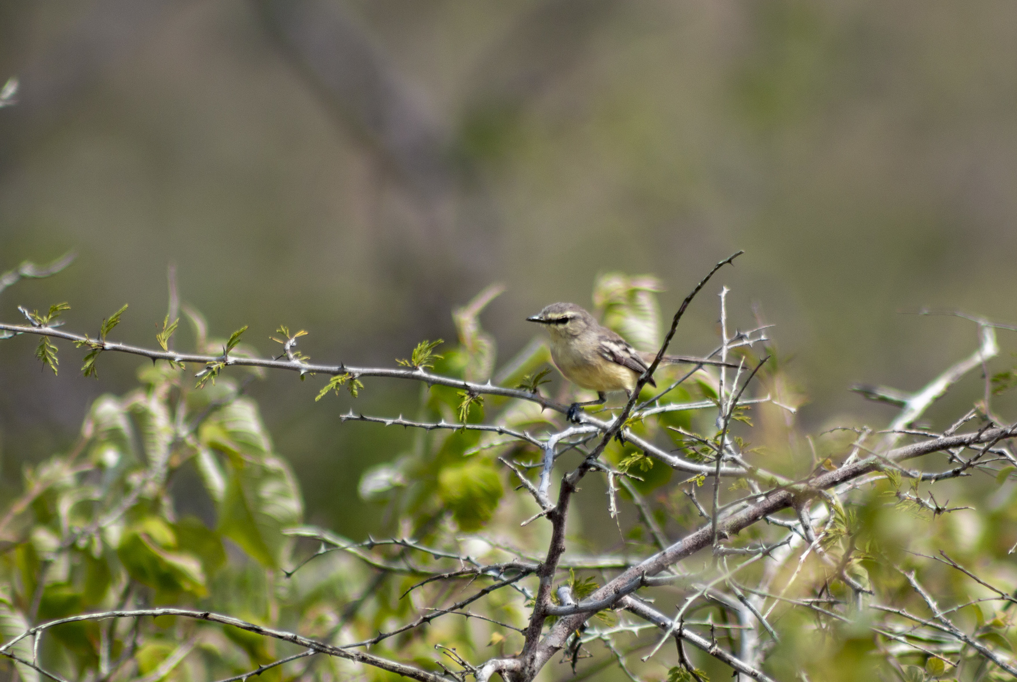 Bahia Wagtail-Tyrant (Stigmatura bahiae), photo 9