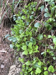 Pyrola morrisonensis