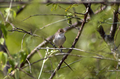 Euscarthmus meloryphus