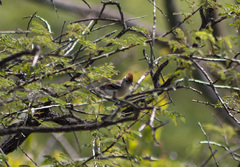 Sakesphoroides cristatus