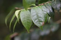 Camellia granthamiana