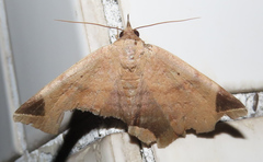 Psimada quadripennis