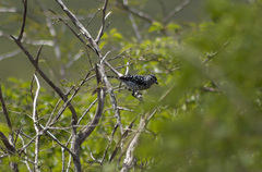 Thamnophilus doliatus capistratus