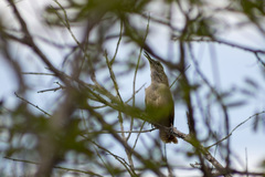 Cantorchilus longirostris