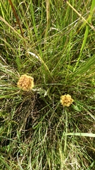 Helichrysum auriceps
