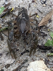 Fallicambarus houstonensis
