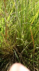 Helichrysum auriceps