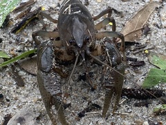 Fallicambarus houstonensis