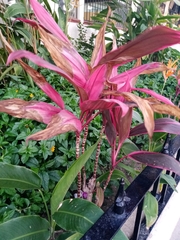 Cordyline fruticosa