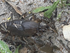 Fallicambarus houstonensis