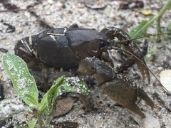 Fallicambarus houstonensis