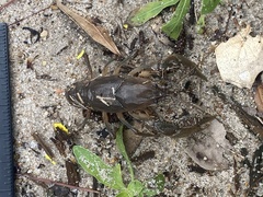 Fallicambarus houstonensis