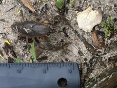 Fallicambarus houstonensis