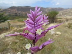Tillandsia purpurea